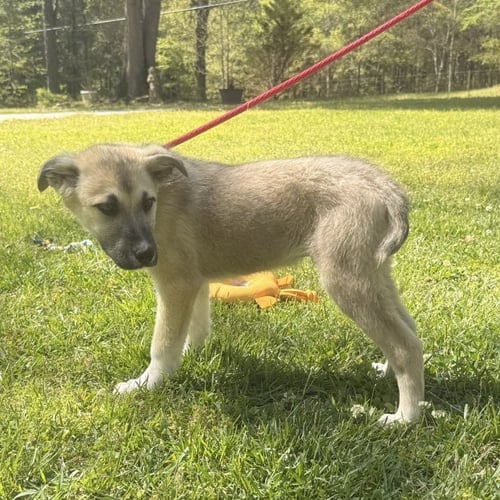 CUPID - Great Pyrenees / German Shepherd Dog available for adoption