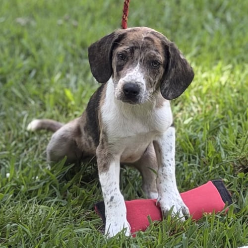 CORNBREAD - Beagle available for adoption