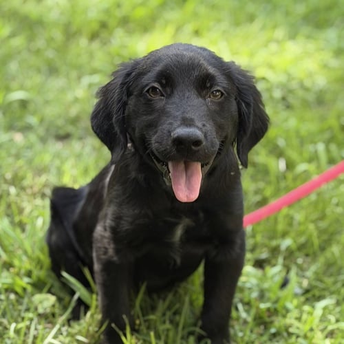 TUCKER - Retriever available for adoption