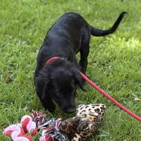 Tucker - Photo 4