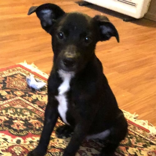 BARNEY - Labrador Retriever / Hound available for adoption