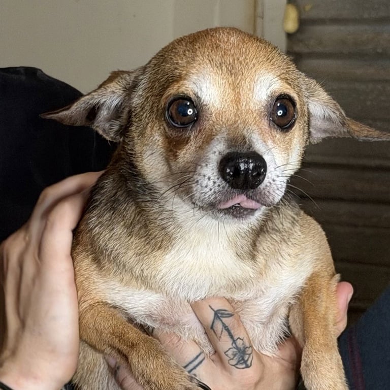 Nelly Image