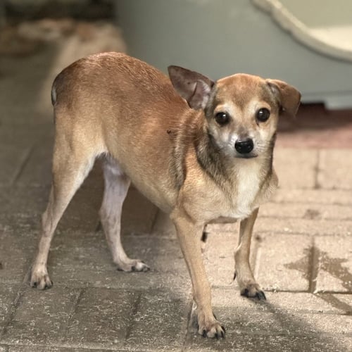 NELLY - Chihuahua available for adoption