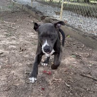 SHAMROCK HOPE  LOWER FEE - Photo 3