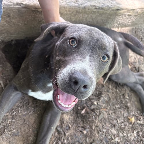 SHAMROCK HOPE  LOWER FEE - Pit Bull Terrier available for adoption