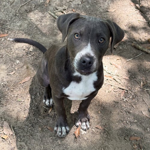 SHAMROCK HOPE  LOWER FEE - Pit Bull Terrier available for adoption