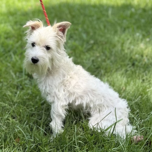 MILO BOO - Schnauzer available for adoption