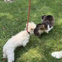 Milo Boo - Photo 4