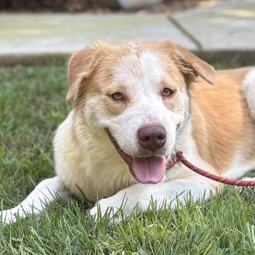 BJ - Australian Shepherd / Labrador Retriever available for adoption