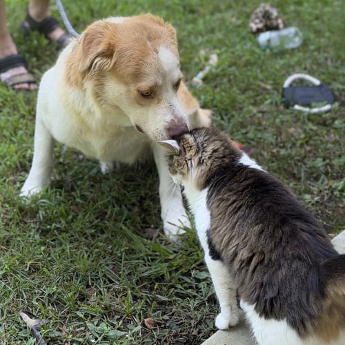 BJ - Australian Shepherd / Labrador Retriever available for adoption