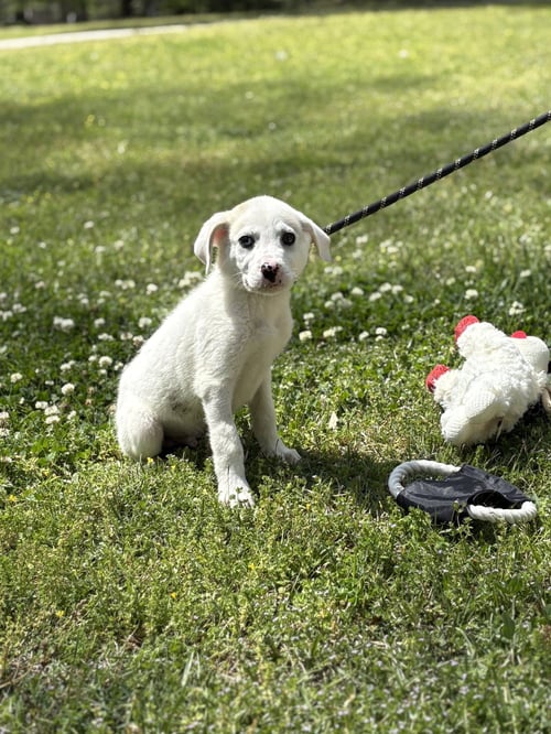VICTOR - Great Pyrenees available for adoption