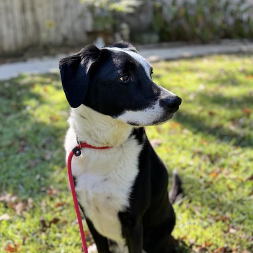 RUPERT LOWER FEE! - Labrador Retriever available for adoption