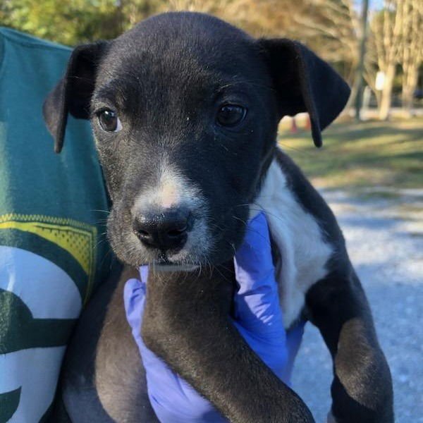 MALLORY - Terrier available for adoption