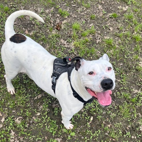 SASSY  HOPE - Terrier available for adoption
