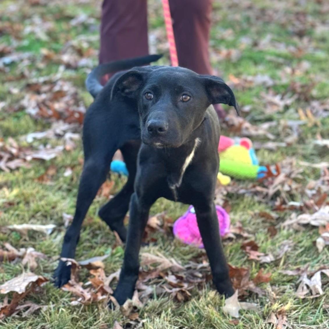 ROSE - Catahoula Leopard Dog / Labrador Retriever available for adoption