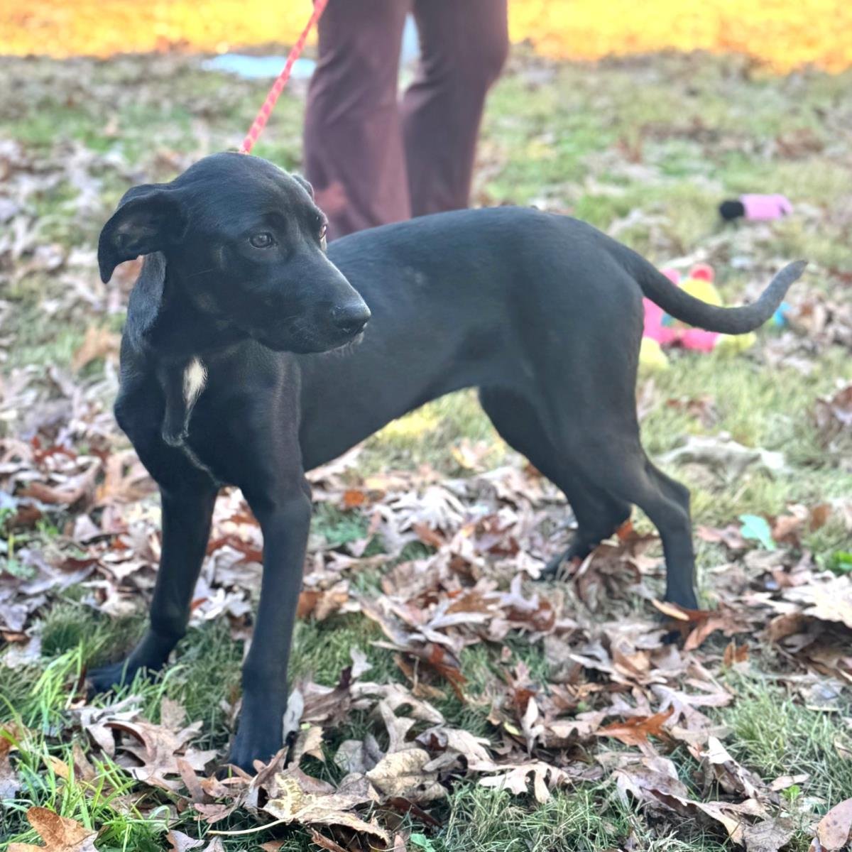 ROSE - Catahoula Leopard Dog / Labrador Retriever available for adoption