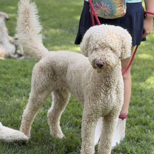 FINNEY - Poodle (unknown type) / Golden Retriever available for adoption