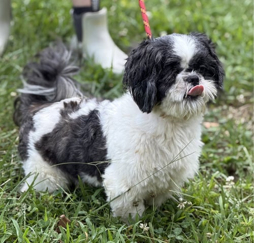 YOSHI - Maltese / Shih Tzu available for adoption