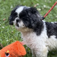 YOSHI - Photo 3