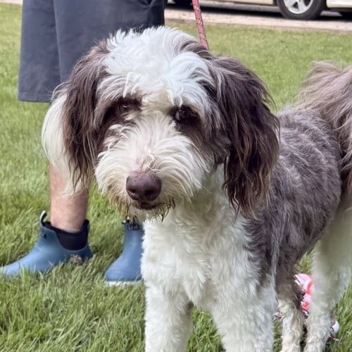 BANDIT - Australian Shepherd / Poodle (unknown type) available for adoption