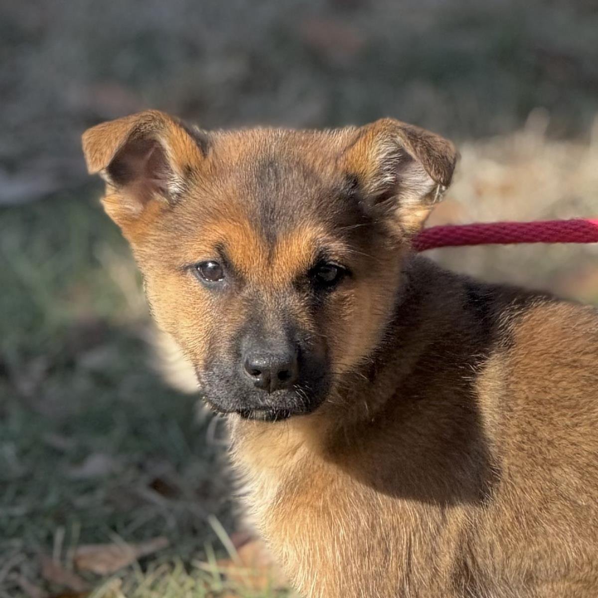LAA-LAA - Shepherd available for adoption