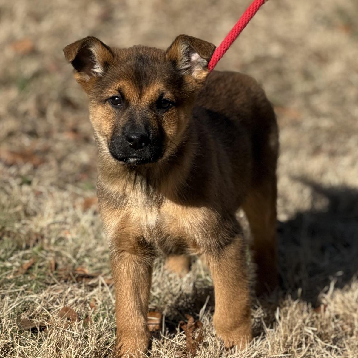 LAA-LAA - Shepherd available for adoption
