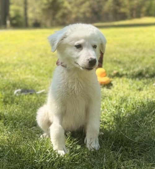 NATASHA - Great Pyrenees available for adoption