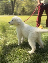 NATASHA - Photo 4