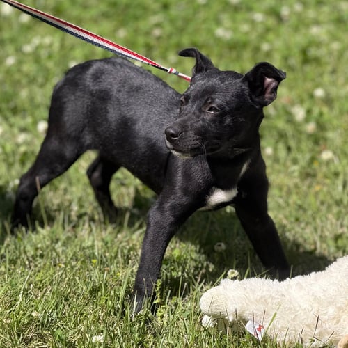 CRUNCH - Labrador Retriever available for adoption