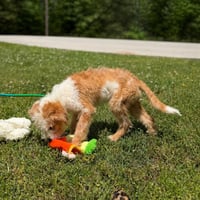 CHEVY - Photo 2