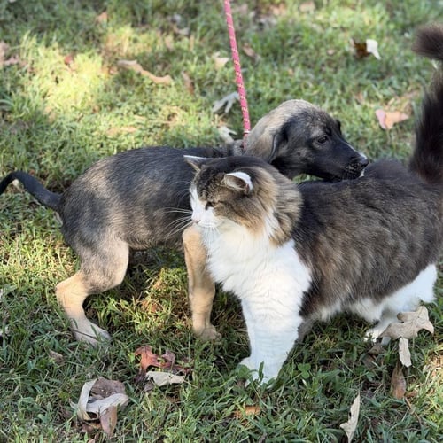 AERI - Shepherd available for adoption