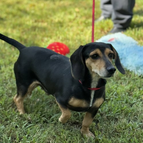 HOMER AND MARGE - Beagle / Dachshund available for adoption