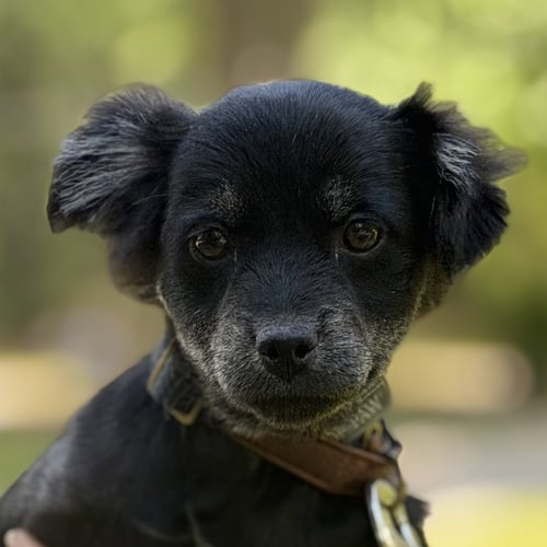 ESPRESSO - Cocker Spaniel / Beagle available for adoption