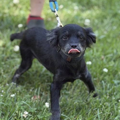 ESPRESSO - Cocker Spaniel / Beagle available for adoption