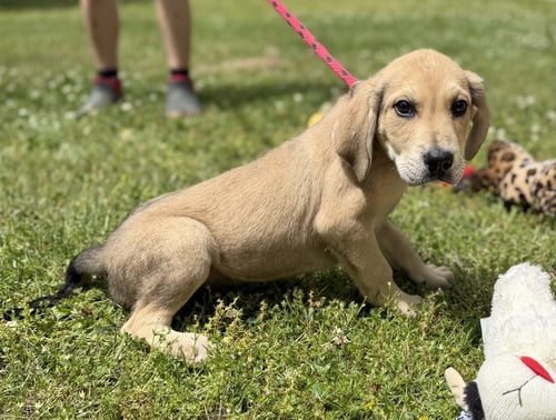 GENERAL - Labrador Retriever / Hound available for adoption