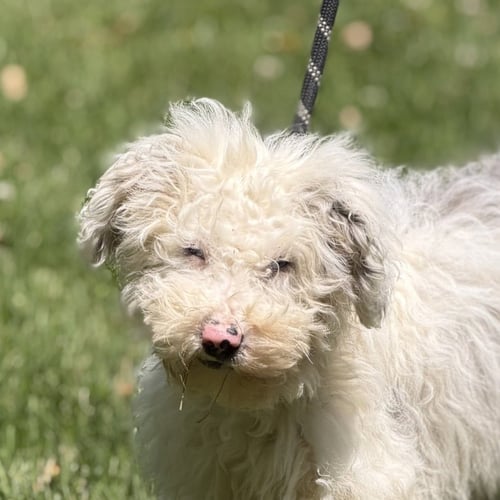LEXUS - Poodle (unknown type) / Wheaten Terrier available for adoption