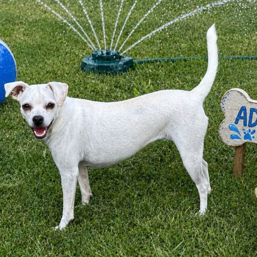 CORDELIA - Chihuahua available for adoption