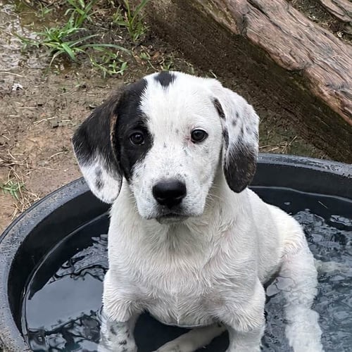 MAYES - Labrador Retriever / Pointer available for adoption