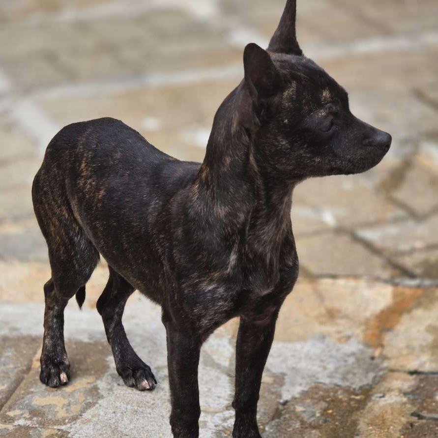 TUK - Chihuahua available for adoption