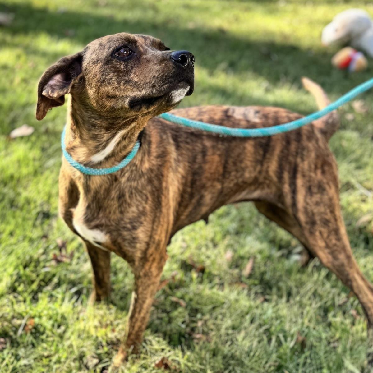 XENA - Plott Hound available for adoption