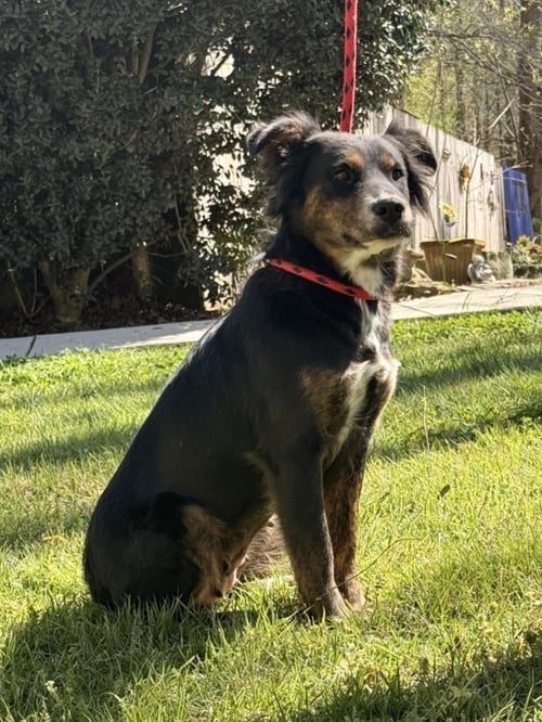 TULIP - Australian Shepherd / Shepherd available for adoption