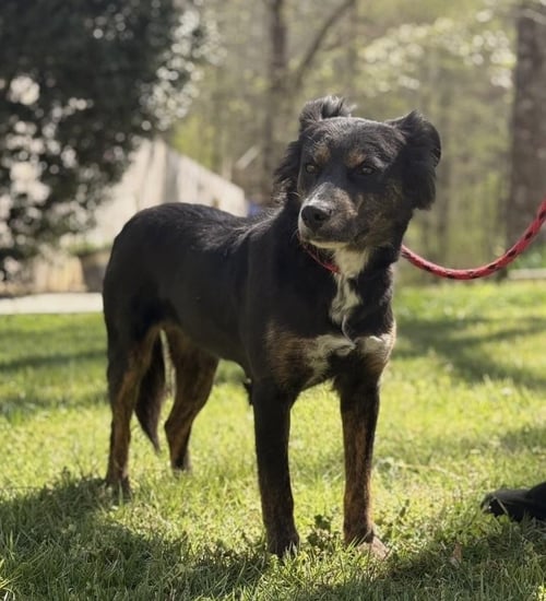 TULIP - Australian Shepherd / Shepherd available for adoption