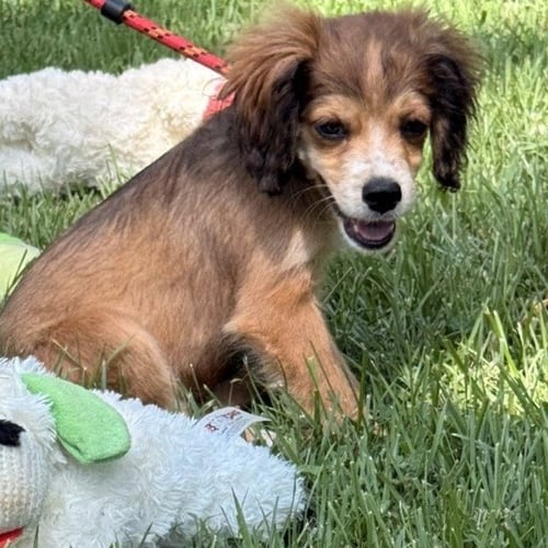 ZEBU - Labrador Retriever / Cocker Spaniel available for adoption