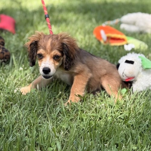 ZEBU - Labrador Retriever / Cocker Spaniel available for adoption
