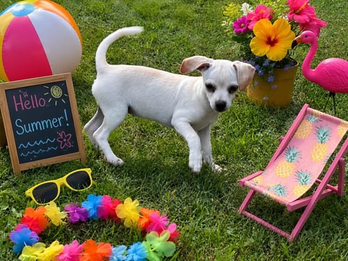 KIANA - Chihuahua / Dachshund available for adoption