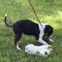 Butterbean - Photo 3