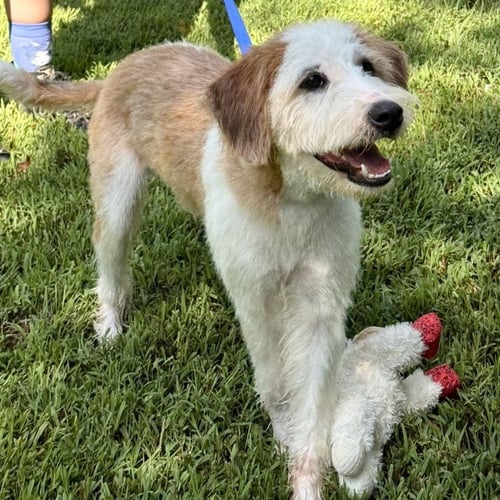 SWEET TEA - Terrier available for adoption