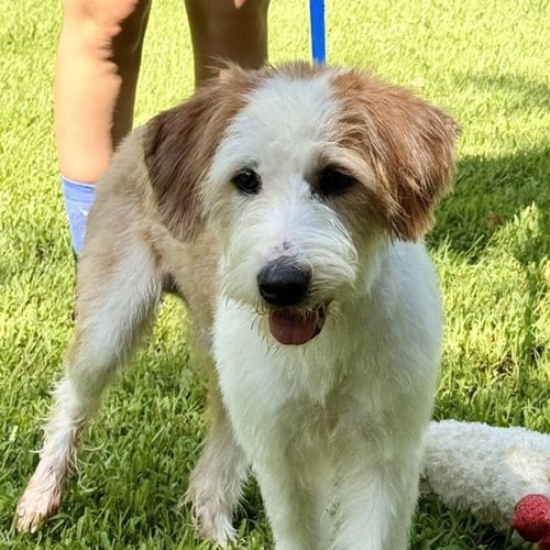 SWEET TEA - Terrier available for adoption