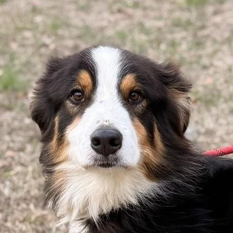 MATEO - Bernese Mountain Dog / Australian Shepherd available for adoption