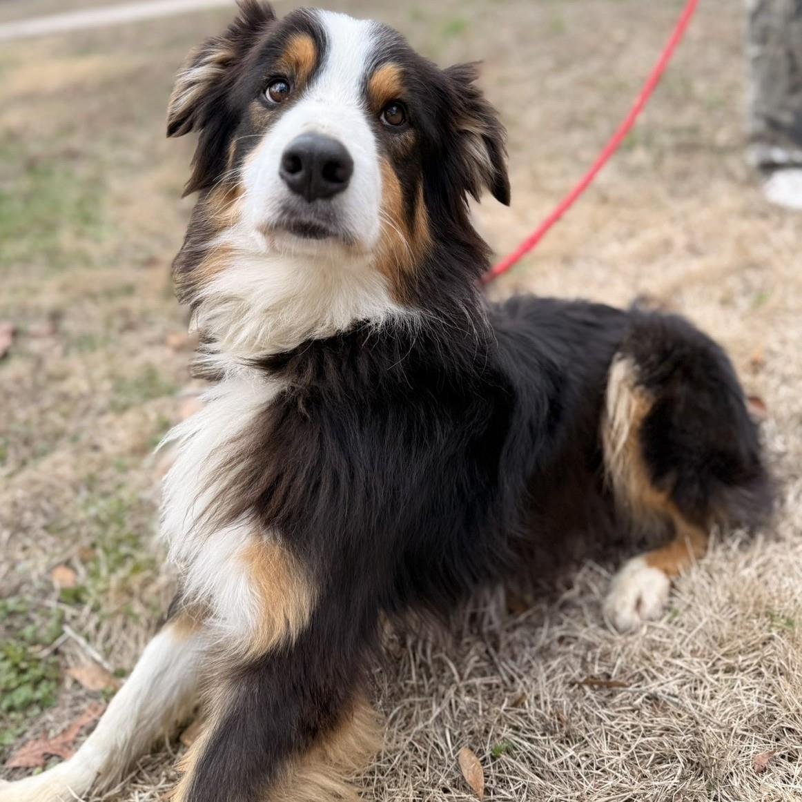 MATEO - Bernese Mountain Dog / Australian Shepherd available for adoption